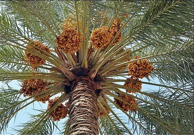 آغاز برداشت رطب از نخیلات شهرستان بستک