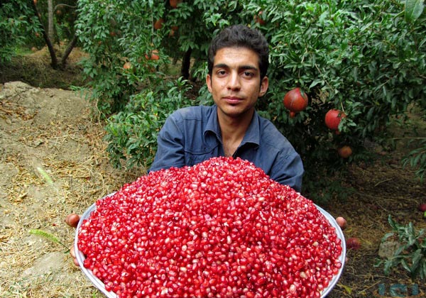 برداشت انار در حاجی آباد هرمزگان