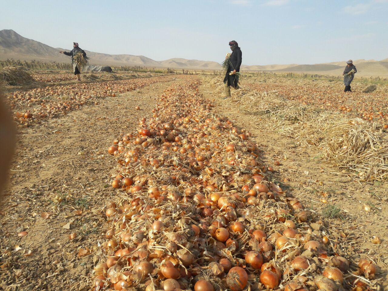 برداشت پیاز از اراضی کشاورزی بندرعباس