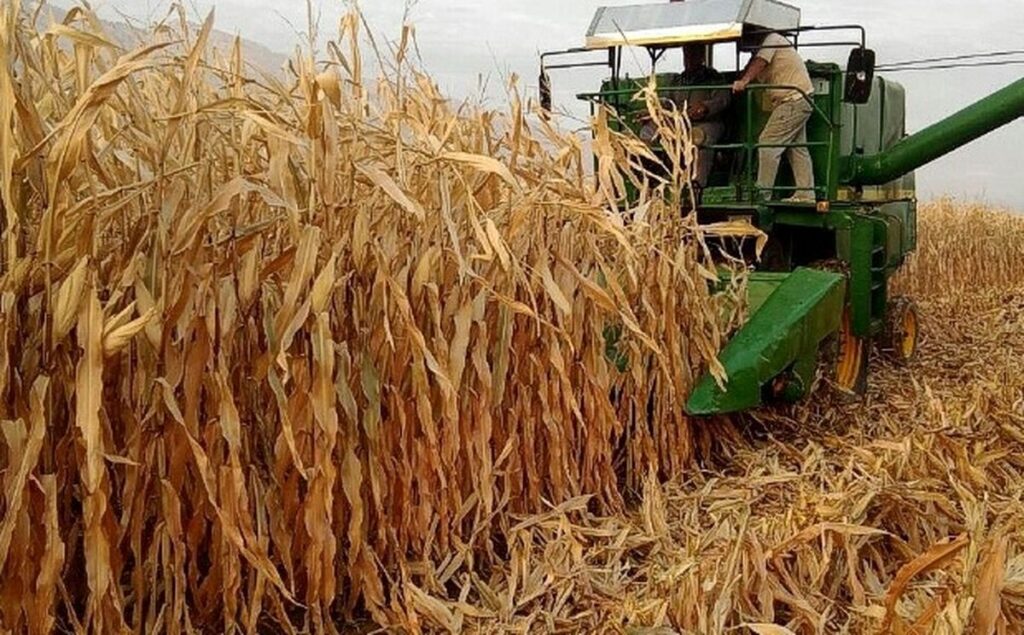 آغاز برداشت  ذرت  دانه ای و سیلویی در هرمزگان 