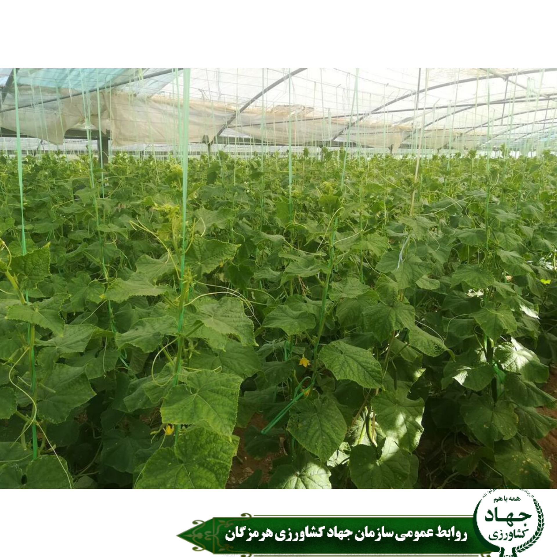 هرمزگان سکاندار رتبه دوم توسعه گلخانه ها در کشور