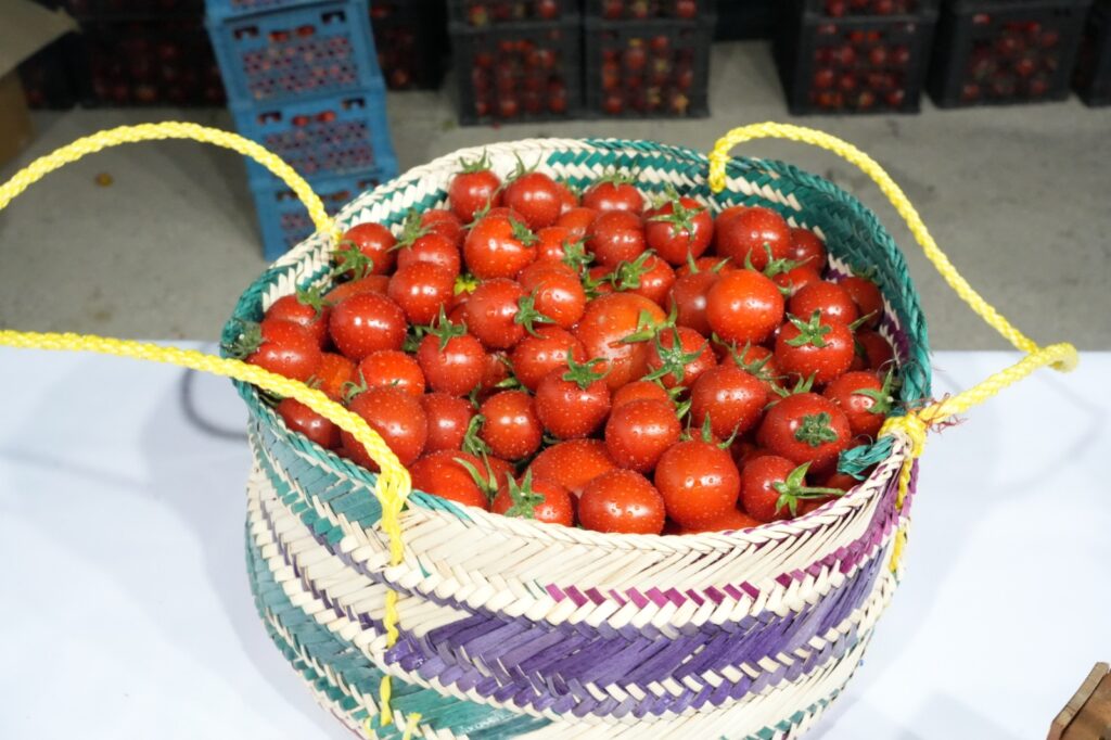 جشنواره علمی و فرهنگی گوجه فرنگی