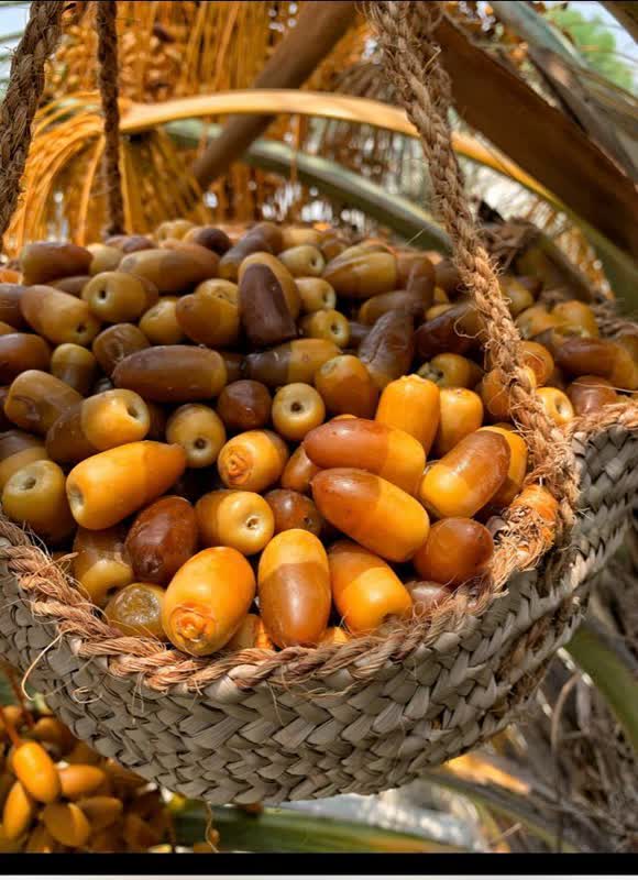 آغاز برداشت رطب آل مهتری از نخلستان‌های بخش شمیل بندرعباس